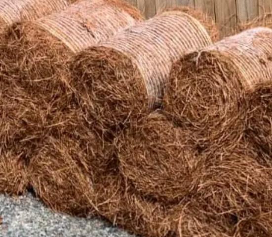 Pine Straw